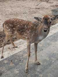 歸野之境的動物樂章，蘭州野生動物與自然共舞