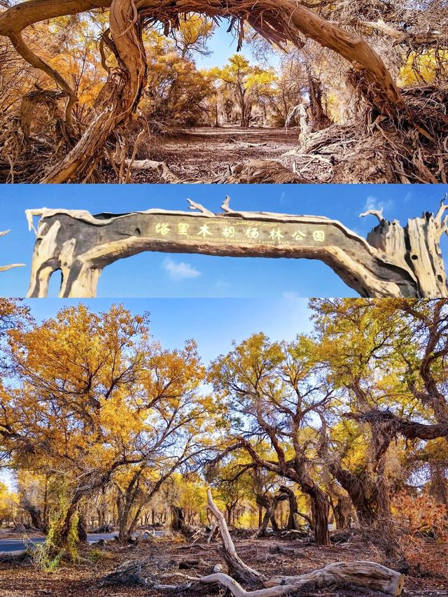 原始塔里木胡楊林國家森林公園攻略。