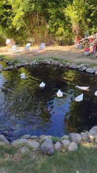 武漢東湖赫爾露營農場！好靚景點。