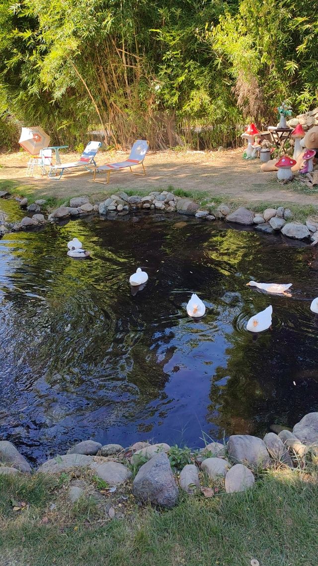 武漢東湖赫爾露營農場！好靚景點。