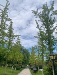 碧波蕩漾，柳岸風輕：泰安泮河公園，城市綠肺裡的閒適時光。
