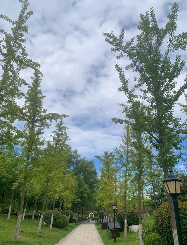 碧波蕩漾，柳岸風輕：泰安泮河公園，城市綠肺裡的閒適時光。
