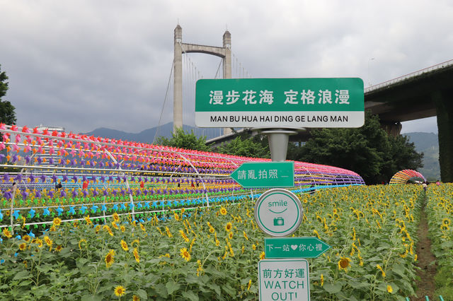 向日葵開花了，還不快去看！。