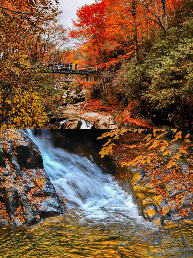 反向旅遊超成功！光霧山的秋景美得令人想哭。