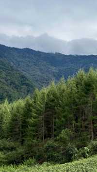 高山草甸五彩秋天｜甘海子。