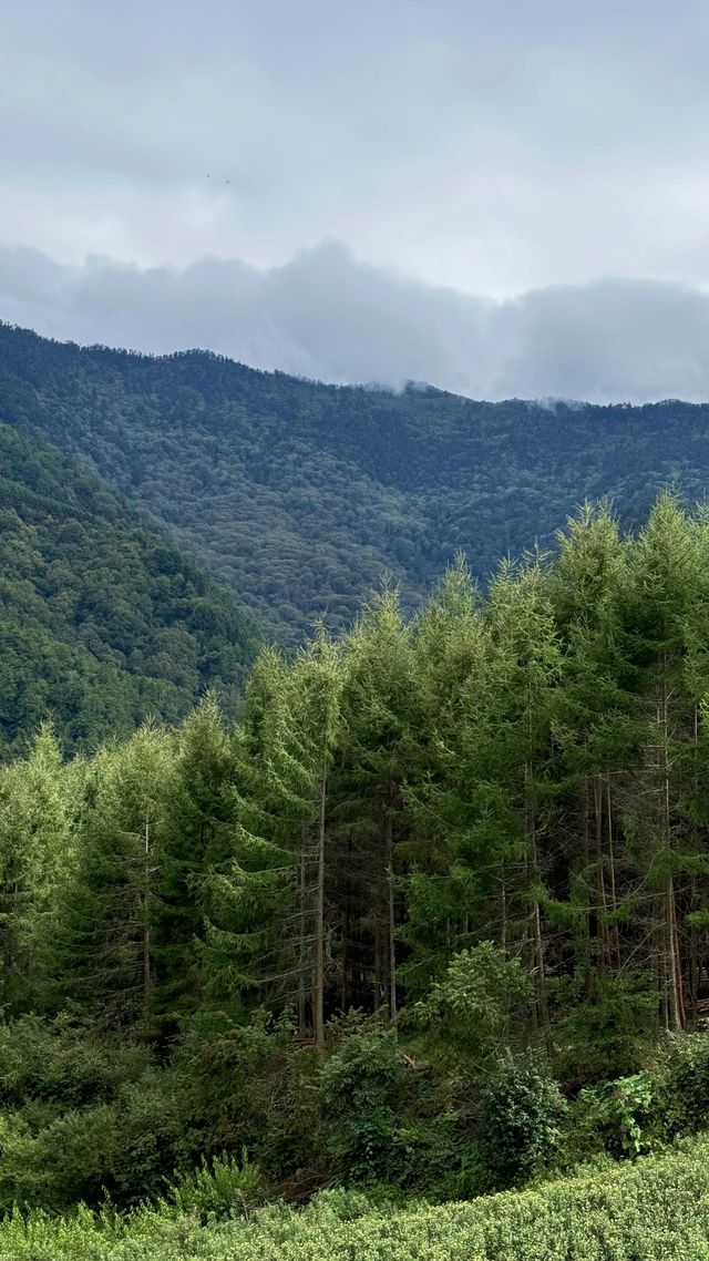 高山草甸五彩秋天｜甘海子。