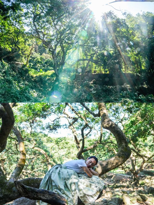 廣州1h直達丨現實版的「阿凡達」神秘仙境！。