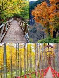 別去圭峰山人擠人了，留壩才是賞秋天花板。