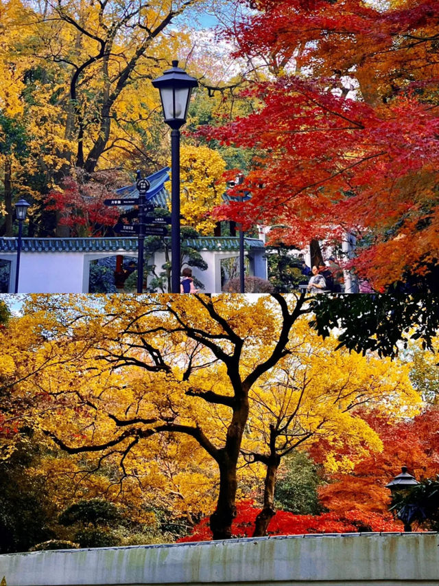 被嚴重低估的上海小眾賞楓地中山公園。