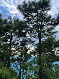 羅定風車山上。
