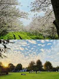 邂逅花開滿園，鳳凰溝等你來遊。