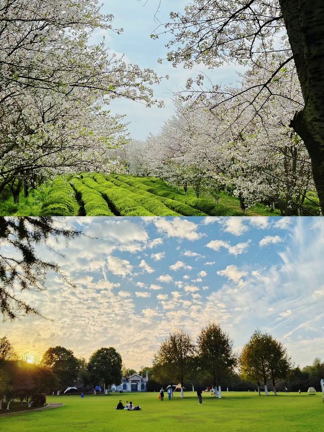 邂逅花開滿園，鳳凰溝等你來遊。