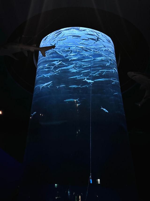 香港海洋公園遊玩攻略！