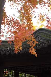 魔都覓秋|去秋霞圃感受秋色紅楓天花板