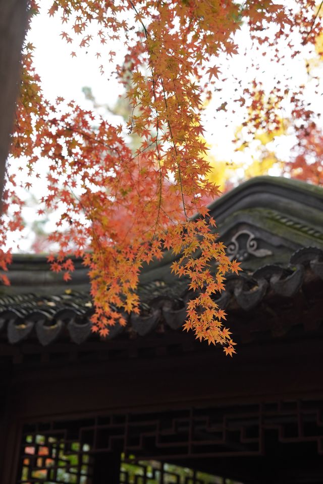 魔都覓秋|去秋霞圃感受秋色紅楓天花板