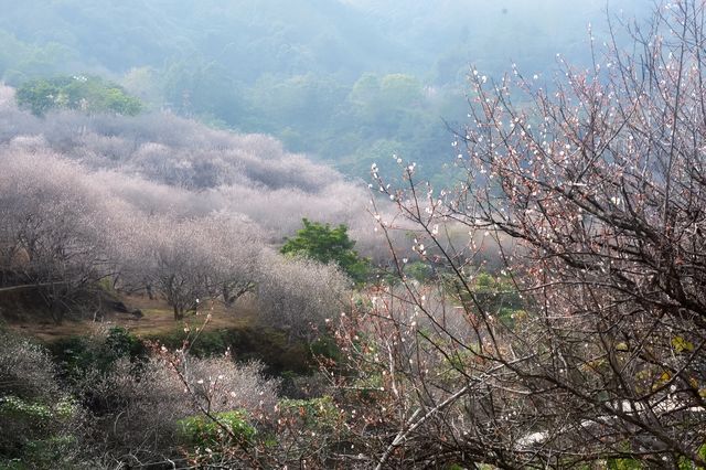 陸河世外梅園——我去過的最美梅園