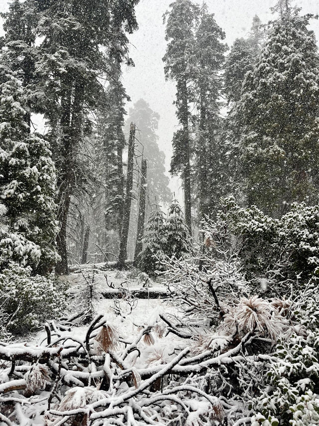 巨人森林｜冬日童話世界紅杉公園 一起去睇睇吧！