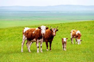 Where is the most beautiful grassland in Inner Mongolia? (Part 2)