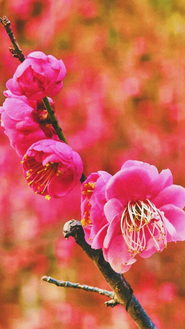 《秀峰公園的除夕與正月初六》