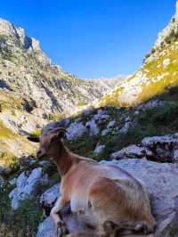 🌄 Escape to Spain’s Hidden Alps: Picos de Europa! 🌿