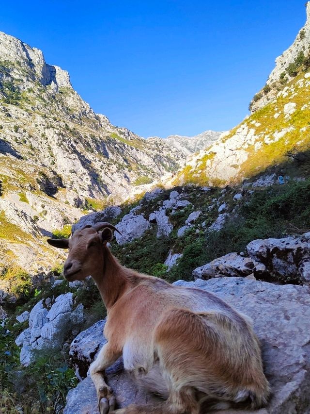 🌄 Escape to Spain’s Hidden Alps: Picos de Europa! 🌿