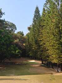 人民公園的金魚草開花啦!