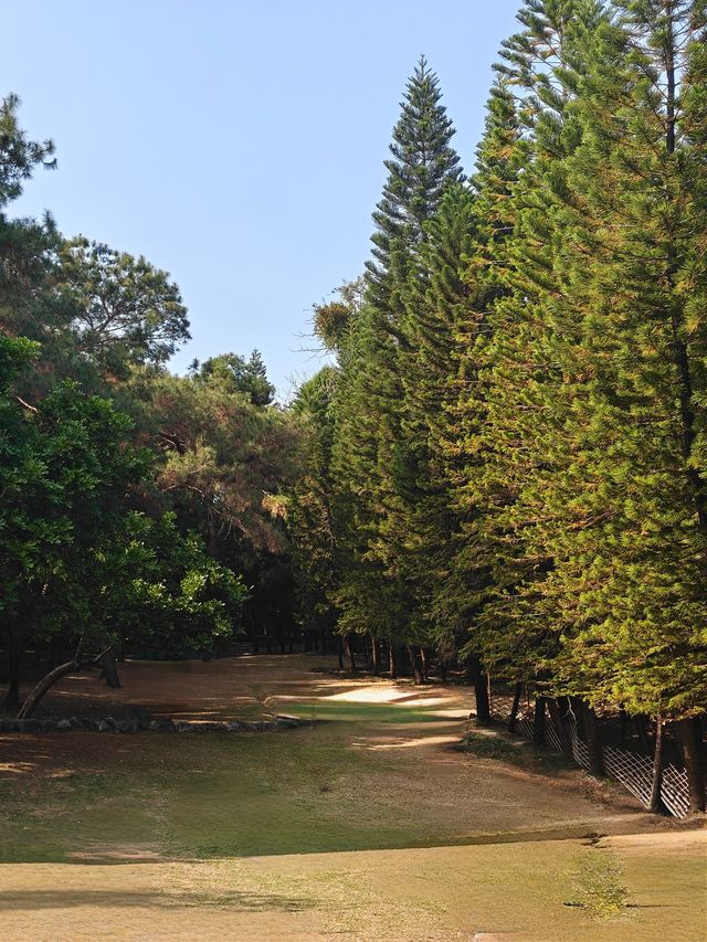 人民公園的金魚草開花啦! 人民公園的金魚草開花啦!