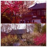 視覺與嗅覺的雙重盛宴--武漢沙湖公園梅花迎春