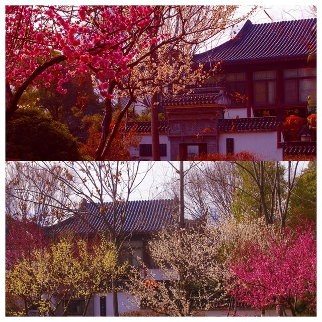 視覺與嗅覺的雙重盛宴--武漢沙湖公園梅花迎春