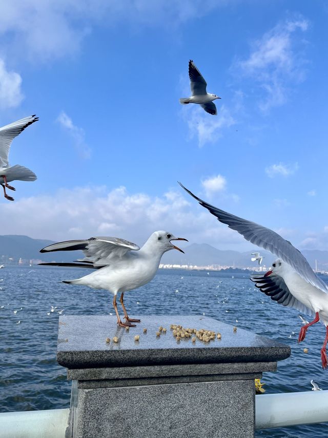 6日暢遊雲南昆明-大理-洱海 超詳細攻略來襲