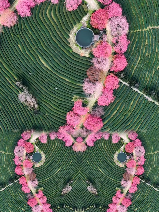 福建驚現現實版莫奈花園,美到失語! 福建驚現現實版莫奈花園,美到失語!