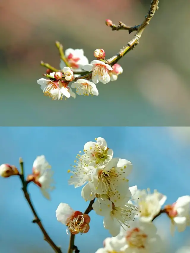 無錫賞梅一日遊‖打卡避坑攻略