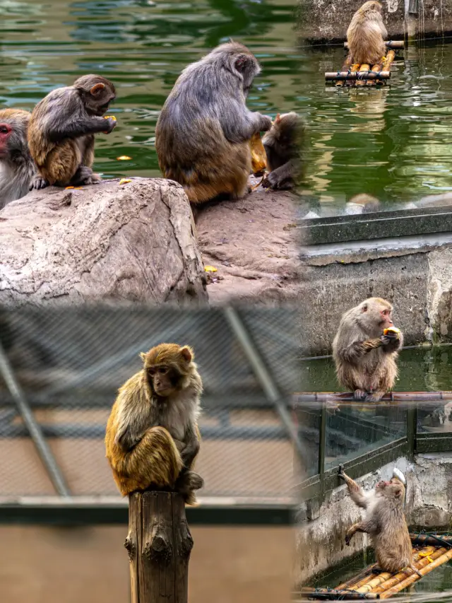 南京動物園｜超級出片，解鎖動物王國的秘密