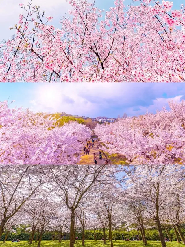 2025 Shanghai Cherry Blossom Season: Your Guide to Romance 