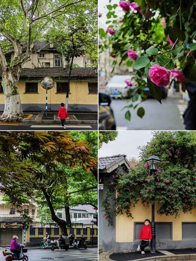南京賞花路線這樣走，到民國老街感受春天