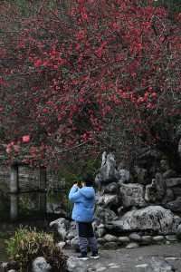 成都棠湖公園｜海棠花即將迎來最佳觀賞期！