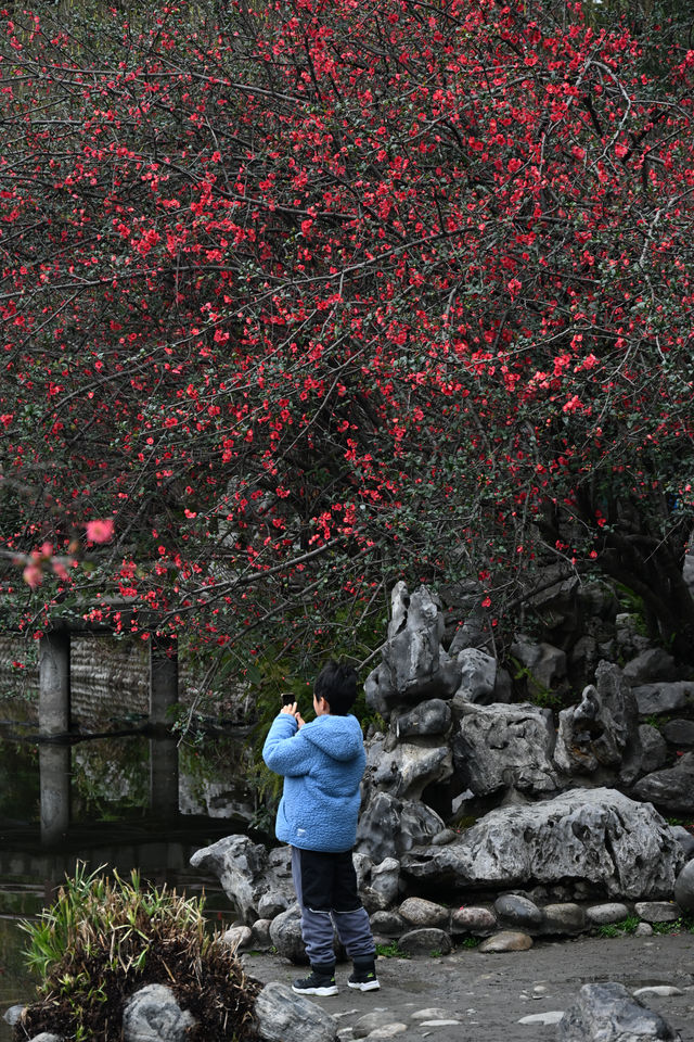 成都棠湖公園｜海棠花即將迎來最佳觀賞期！