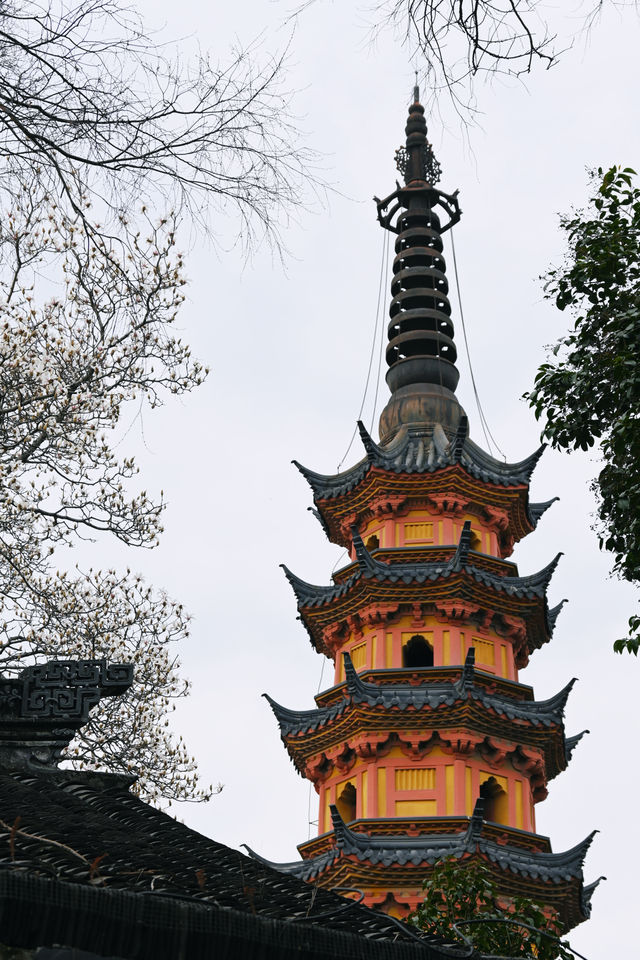 嚟蘇州唔去雙塔睇白玉蘭，真係好可惜啊
