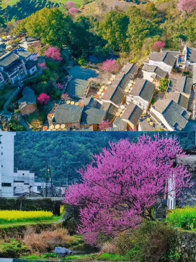 3월의 우위안, 정말 최고입니다.