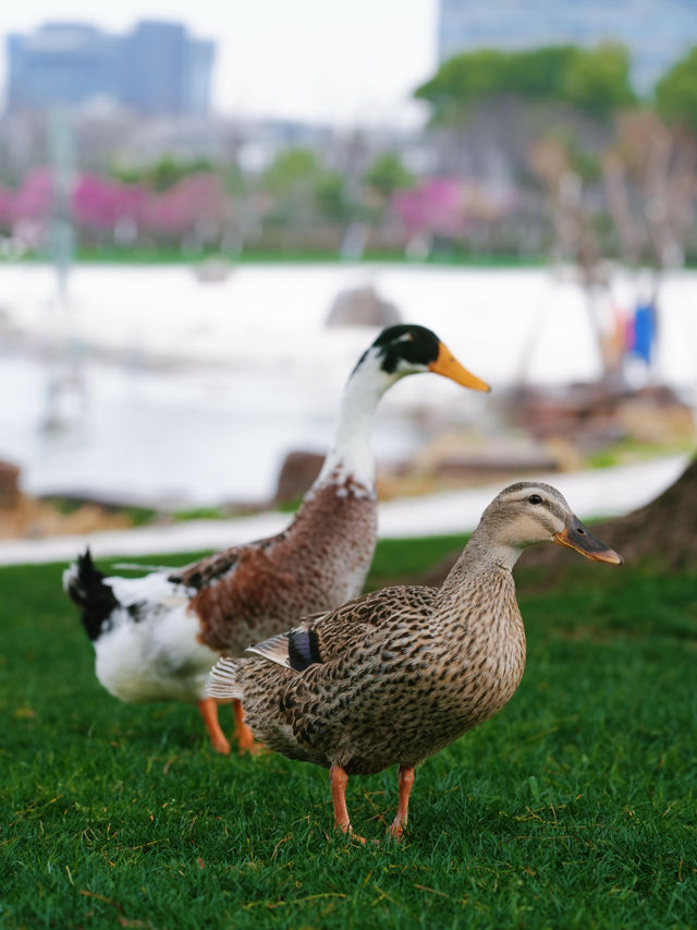 什麼神仙公園比櫻花還浪漫，超好拍