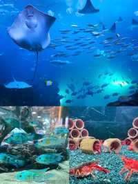 潛入韓國夢幻海底！一山韓華水族館超絕體驗