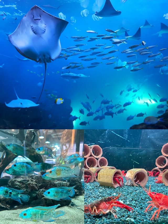 潛入韓國夢幻海底！一山韓華水族館超絕體驗