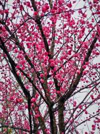 浣花溪•梅花