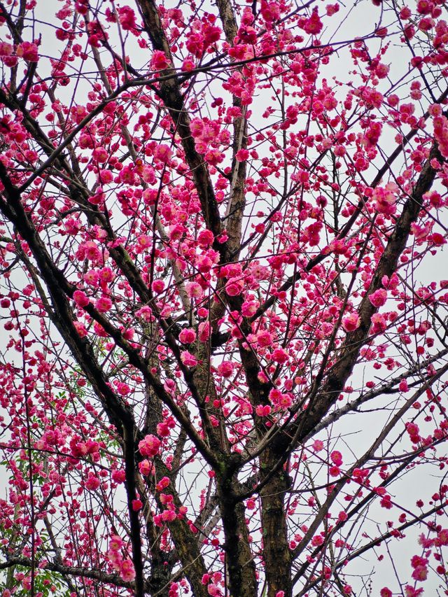 浣花溪•梅花