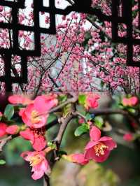 錯過等一年！成都望江樓花海封神！！