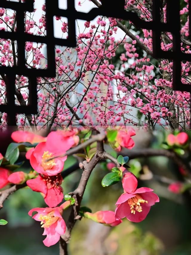 錯過等一年！成都望江樓花海封神！！