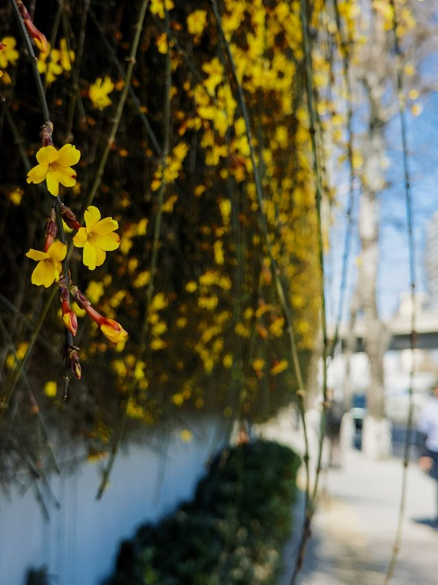 迎春花也能當主角 這裡有一整面的迎春花瀑布牆