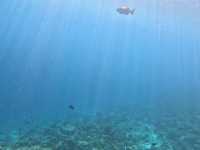 馬爾代夫·丹格迪島 | 探索夢幻水底浮潛區！