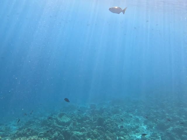 馬爾代夫·丹格迪島 | 探索夢幻水底浮潛區！