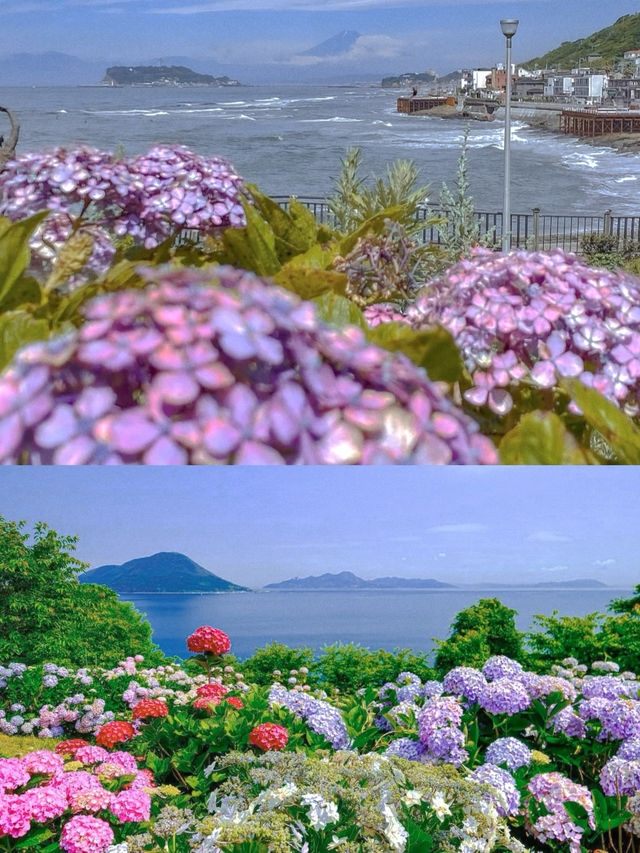 春日繡球花地圖：鎌倉篇